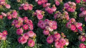 ВРЕМЯ ПРОЛЕТЕЛО БЫСТРО...ОБЕЩАЛИ ЕЩЁ ПРИЕХАТЬ😍🥰