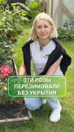 Эти 3 розы перезимовали на Урале без укрытия 😱🌹