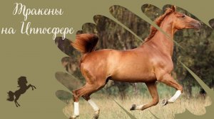 Породный ринг "Спортивные лошади России" на конной выставке Иппосфера