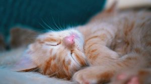 mixkit-cute-red-kitten-sleeping-in-the-couch-32319-medium
