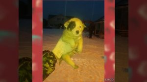 #сезонконтетаRUTUBE
Такими они попали к нам в приют.Искалеченные тела и души.Глаза,полные боли,страх