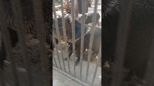 хрюшки