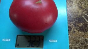 Томат Пузо Карапуза. Дегустация 2025 года.