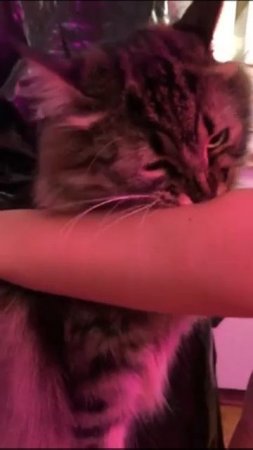 strange cat