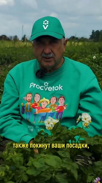 Без фитофторы и колорадского жука! Картофель растет крупный и чистый после простой обработки