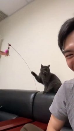 the cat is playing
