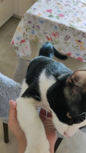 Котик так устал жить в клетке!