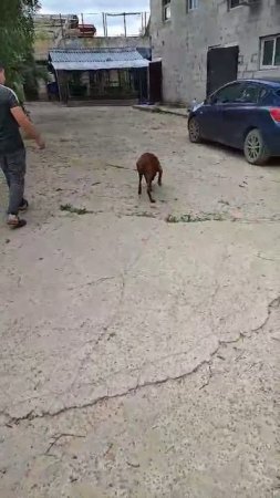 Яндекс # Шереметьевский приют