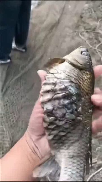 Кто-нибудь знает, что это за рыба такая?