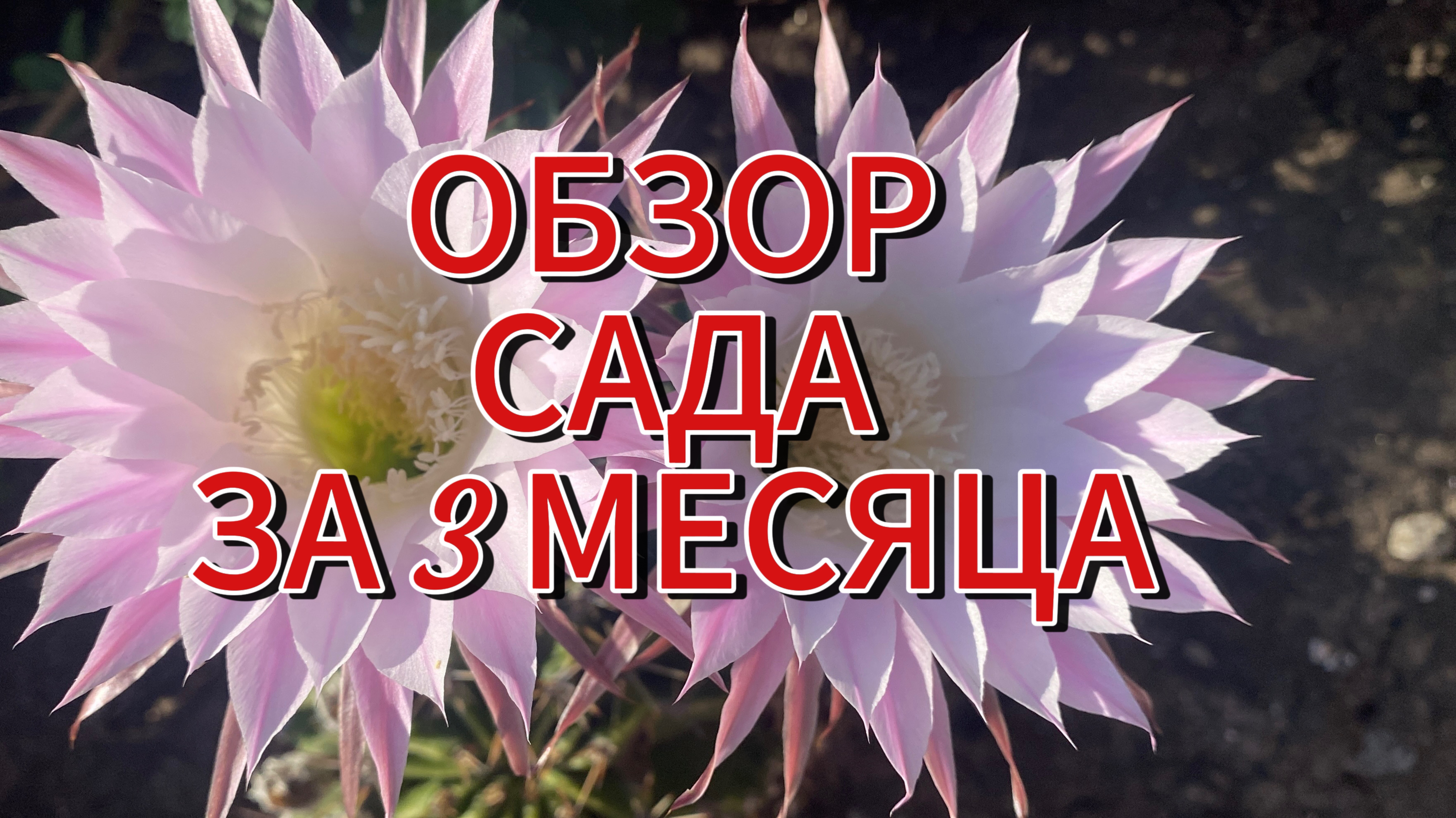 616ч🏡15.07.25-1 часть//ОБЗОР САДА-ОГОРОДА ЗА 3 МЕСЯЦА/#ст.Ивановская