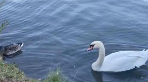 А белый лебедь на пруду