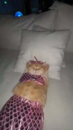 #котик