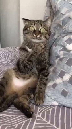 the cat is scared
