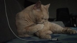 котернаут