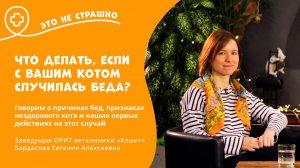 Это не страшно. Что делать, если с вашим котиком случилась беда?