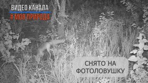Снято на фотоловушку #20. Лисенок