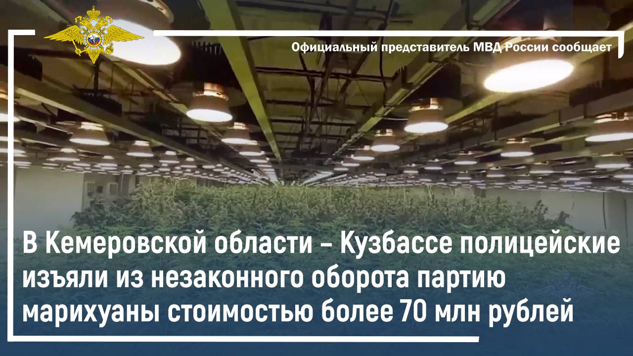 В Кемеровской области полицейские изъяли из незаконного оборота большую партию марихуаны