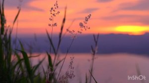 video nature #8