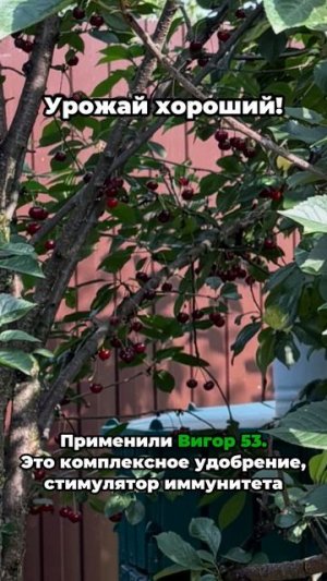 Лечение вишни от монилиоза. Промежуточный результат до применения фунгицида