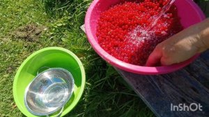 День для огурцов и красной смородины,15.07.25