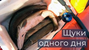 Щуки одного дня. ЛЛ 89