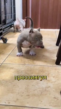 животные приколы и не только