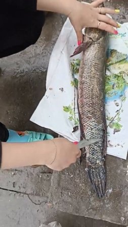 Поймала рыбу в арыке на 2.5кг Змееголова в Кыргызстане в Бишкеке в Манасе в Сукулукском районе