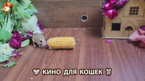 Видео для кошек про крысок развлекать питомцев 🐭🐀😂 (208)