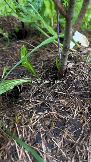 Если замульчировать почву, корни задохнутся #garden #дача #огород#сад #shorts #комнатныерастения