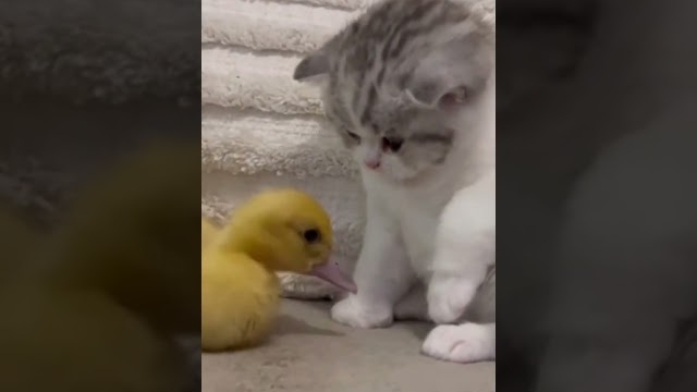 какие они милые!🐱🥰котики 2025