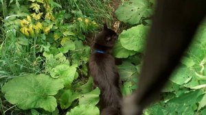 Разгулялся котик Мишка.