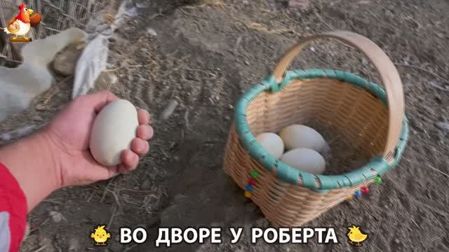 Содержание кур в домашних условиях и других птиц во дворе у Роберта 🐣🐤🦆🐔🪿🦃 (56)