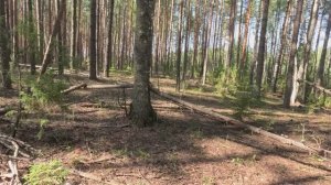 Тихая охота в лесах Марий Эл без монтажа. От захода в лес, до выхода с грибами.