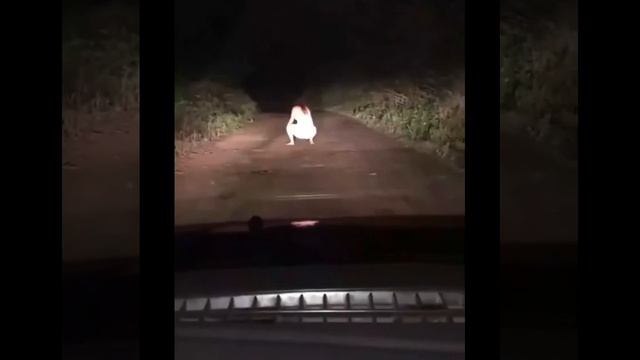 Странный случай ночью в лесу