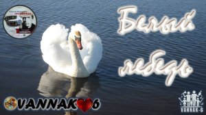 Белый лебедь