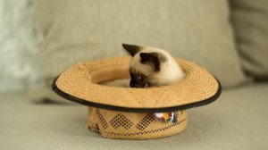 siamese cat inside a hat