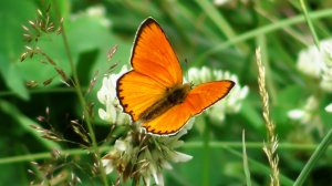 Бабочка. Червонец огненный ( Lycaena virgaureae )