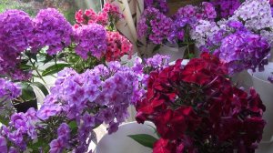 Выставка «Цветы июля» в Березовой роще  // "Новости 49" 16.07.25