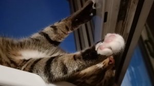 Раскисший от жары кот