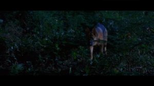 Желтые глаза пса