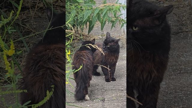#коты #диалог #reels #short #shorts #margo #cat #cats #catlover #catshort #catshorts #dialoge #happy