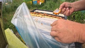 Подсадка маток после инструментального осеменения