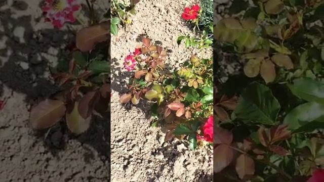 Розы./Прелестные розы./ Розы в цвету./ Первая волна цветения роз.Ч.2. 15.07.2025.