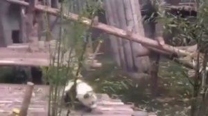 ПРИСТАВУЧАЯ МИЛОТА )))))