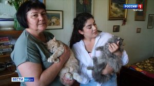 Вести Крым ищут новых хозяев для двух кошек и одного кота