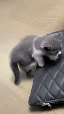 the kitten fell in his sleep