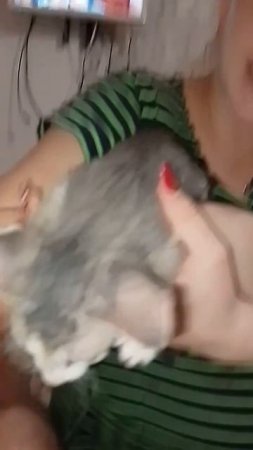 Взяла себе новую ушастую кысу,угадайте ее породу.
