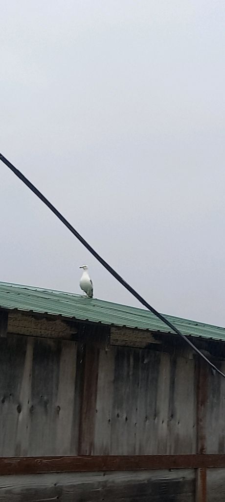 дима тут