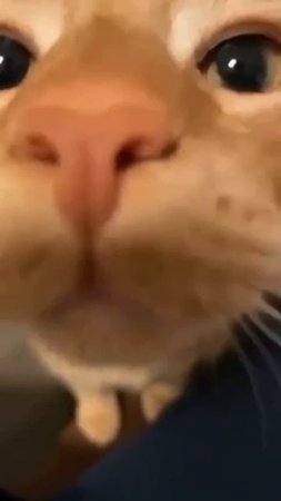 sniffing the camera
