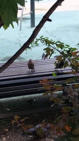 птичье сообщестао  или прияного аппетита!